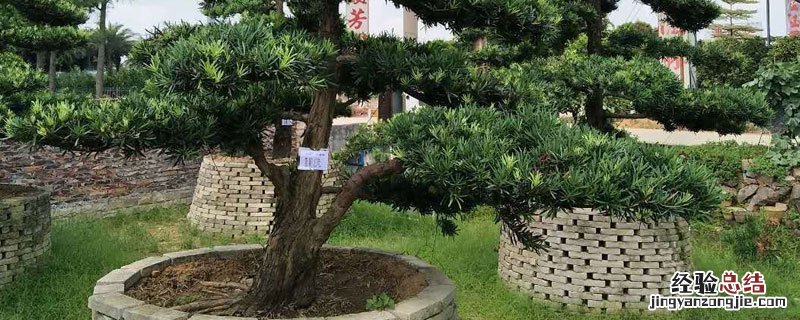 罗汉松可以施复合肥吗 罗汉松 施肥