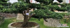 罗汉松可以施复合肥吗 罗汉松 施肥