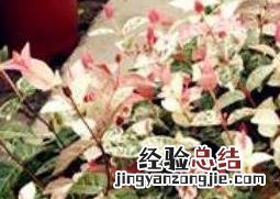 花叶络石浇水要浇透吗 花叶络石怎么浇水