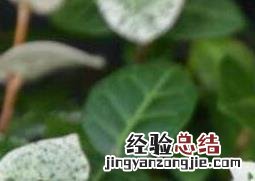 花叶络石浇水要浇透吗 花叶络石怎么浇水