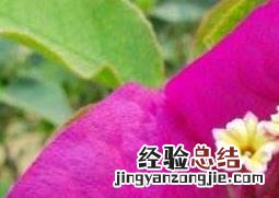 叶子花图片 叶子花图片大全