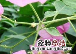 叶子花图片 叶子花图片大全