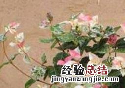 花叶络石怎么养视频 花叶络石怎么养