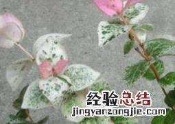 花叶络石怎么养视频 花叶络石怎么养