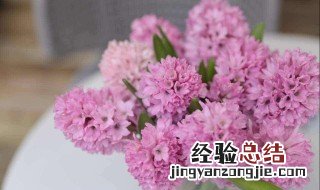 风信子的花语和寓意 紫色风信子的花语和寓意