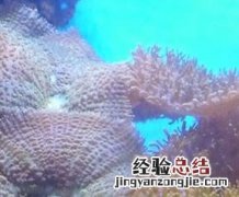 毛毛菇食谱 各种毛菇图片及吃法