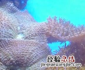 毛毛菇食谱 各种毛菇图片及吃法