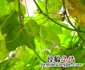 丝瓜的种类 丝瓜的种类与图片大全
