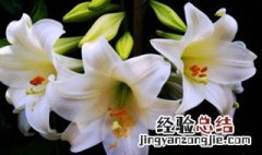 天秤座代表花是什么 天秤代表的花是什么