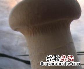 杏鲍菇的营养价值及功效 杏鲍菇的营养价值及功效与禁忌