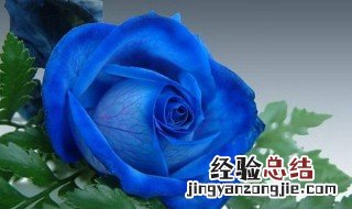 蓝玫瑰花语和寓意 11朵碎冰蓝玫瑰花语和寓意