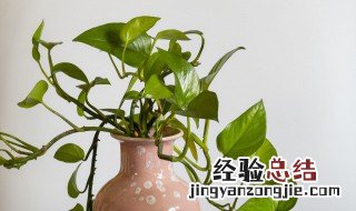 绿萝爬满客厅好不好 绿萝爬满客厅风水好吗