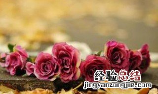 金牛座女生适合什么花 金牛座女生的专属花