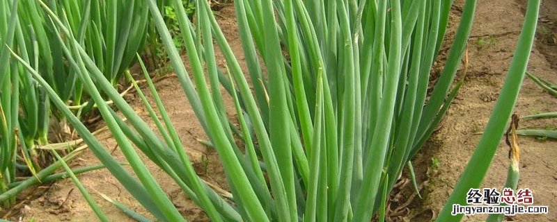 沃夫特复合肥有几种 沃夫特复合肥是哪里生产的
