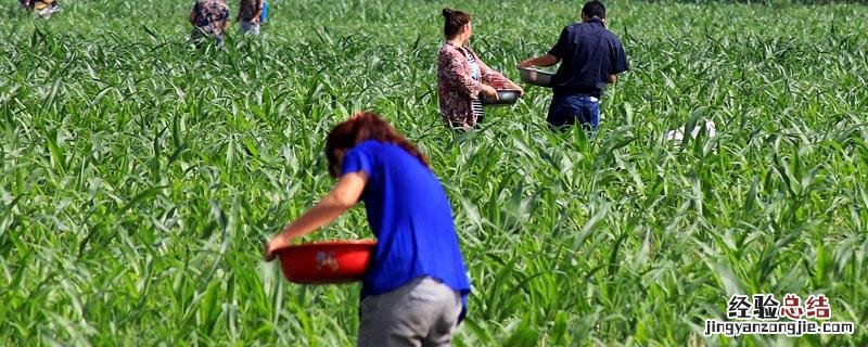 氯化钾肥料适合种什么 氯化钾肥能用于什么植物