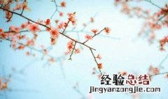 花开花落终有时的下一句是什么? 花开花落终有时的意思