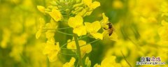 冬种油菜种植技术和管理 油菜冬季管理技术