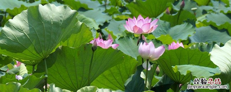 藕芽怎么种植 怎么栽藕芽子