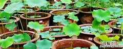 碗莲藕根的种植方法和时间 碗莲藕根什么时候移栽