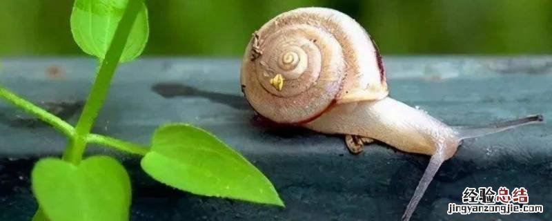 蜗牛要冬眠吗 蜗牛必须冬眠吗