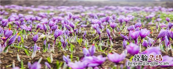 藏红花的花怎么摘心 藏红花怎么采摘花丝