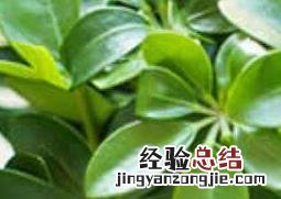 七叶莲的功效与作用及药用价值 七叶莲的功效与作用及药用价值及禁忌