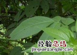 七叶莲的功效与作用及药用价值 七叶莲的功效与作用及药用价值及禁忌