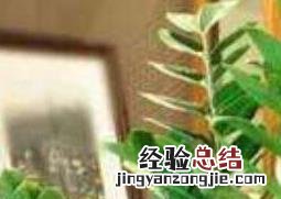 金钱树叶子发黄怎么办 金钱树叶子发黄怎么办?