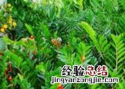 金钱树叶子发黄怎么办 金钱树叶子发黄怎么办?