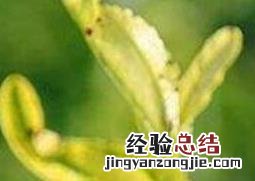 果树黄叶病如何治 果树黄叶病怎么治