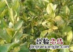 果树黄叶病如何治 果树黄叶病怎么治