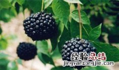 刺五加的功效与作用 你懂了吗