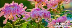 菊花怎么养殖方法如下 菊花养殖方法和管理