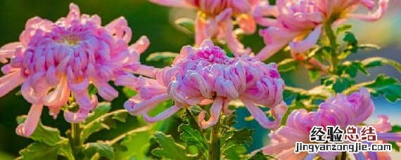 菊花怎么养殖方法如下 菊花养殖方法和管理