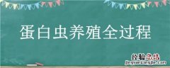 蛋白虫的养殖相关资料 蛋白虫养殖全过程