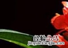 君子兰怎么繁殖方法和注意事项 君子兰怎么繁殖