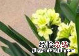 君子兰怎么繁殖方法和注意事项 君子兰怎么繁殖