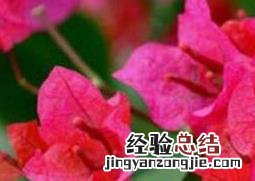 叶子花的功效与作用 叶子花的功效与作用图片