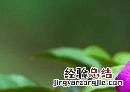 叶子花的功效与作用 叶子花的功效与作用图片