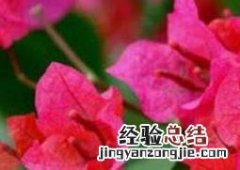 叶子花的功效与作用 叶子花的功效与作用图片