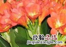 君子兰种子怎么种才能发芽视频 君子兰种子怎么种