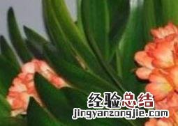 君子兰用什么土最好 君子兰用什么土最好图片