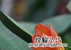 君子兰用什么土最好 君子兰用什么土最好图片