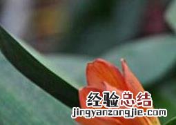 君子兰用什么土最好 君子兰用什么土最好图片