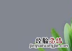 君子兰怎么浇水 君子兰怎么浇水比较好