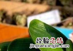 君子兰怎么浇水 君子兰怎么浇水比较好