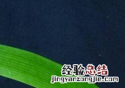 君子兰夏天怎么浇水最好 君子兰夏天怎么浇水