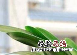 君子兰夏天怎么浇水最好 君子兰夏天怎么浇水