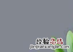 君子兰如何养殖 君子兰如何养殖才能枝繁叶茂