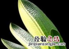君子兰如何养殖 君子兰如何养殖才能枝繁叶茂